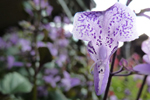 Orchidee, Florida; &copy; Ruth Kvech