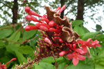 Rote Blüte, Florida; &copy; Ruth Kvech