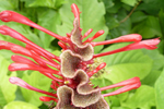 Blüte, Florida; &copy; Ruth Kvech