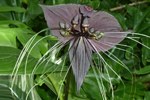 Schwarze Tacca, Disneyworld, Florida; &copy; Ruth Kvech