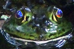 Kröte, Florida Sümpfe; &copy; Ruth Kvech