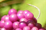 Rosa Beeren, Florida Sümpfe; &copy; Ruth Kvech