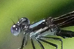 Blaue Libelle, Florida Sümpfe; &copy; Ruth Kvech