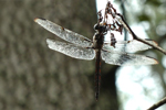 Schwarze Libelle, Florida Sümpfe; &copy; Ruth Kvech