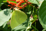 Grüner Schmetterling, Florida; &copy; Ruth Kvech