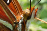 Schmetterling, Key West, Florida; &copy; Ruth Kvech