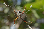 Spinne, Key West, Florida; &copy; Ruth Kvech
