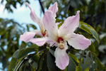 Orchidee, Florida; &copy; Ruth Kvech
