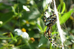 Spinne, Everglades N.P. Florida; &copy; Ruth Kvech