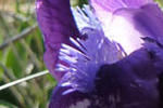 Lilie, Breitenbrunn, Bgld; &copy; Ruth Kvech