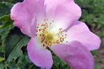 Heckenrose, NÖ; &copy; Ruth Kvech