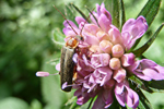 Käfer im Klee, NÖ; &copy; Ruth Kvech