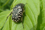 Käfer, NÖ; &copy; Ruth Kvech