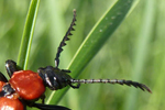 Roter Käfer, NÖ; &copy; Ruth Kvech