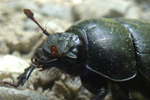 Käfer, NÖ; &copy; Ruth Kvech