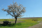 Blühender Baum, Niedersulz, NÖ; &copy; Ruth Kvech