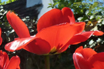 Tulpen im Bauerngarten, Niedersulz, NÖ; &copy; Ruth Kvech
