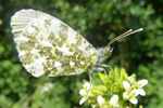 Schmetterling, NÖ; &copy; Ruth Kvech