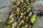 Muscheln, Kalifornien Küste; &copy; Ruth Kvech