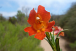 Blume, Kalifornien; &copy; Ruth Kvech