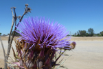 Diestel, Anza-Borrego Desert State Park, Kalifornien; &copy; Ruth Kvech