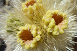 Kaktusfrucht, Anza-Borrego Desert State Park, Kalifornien; &copy; Ruth Kvech