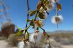 Anza-Borrego Desert State Park, Kalifornien; &copy; Ruth Kvech