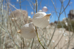 Anza-Borrego Desert State Park, Kalifornien; &copy; Ruth Kvech