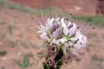 Canyon de Chelly National Monument, Arizona; &copy; Ruth Kvech