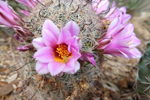 Saguaro-Nationalpark, Arizona; &copy; Ruth Kvech