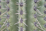 Saguaro-Nationalpark, Arizona; &copy; Ruth Kvech