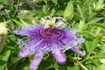Passionsblume, Mexico; &copy; Ruth Kvech