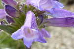 Violette Blumen, Monolake, USA-West; &copy; Ruth Kvech