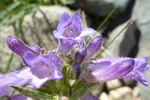 Violette Blumen, Monolake, USA-West; &copy; Ruth Kvech