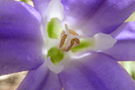 Violette Blume, Monolake, USA-West; &copy; Ruth Kvech