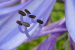 Pollen, USA-West; &copy; Ruth Kvech